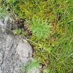 Seseli peucedanoides Hoja