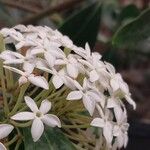 Acokanthera oppositifolia Blomma