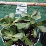 Crassula ovataLeaf
