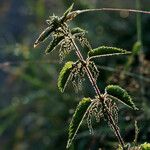 Urtica dioica Virág