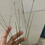 Eleocharis geniculata Leaf