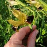 Iris tuberosa Blüte