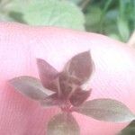 Galium rotundifolium List