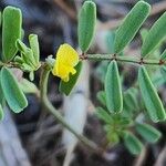 Hippocrepis biflora Blomst