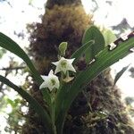 Angraecum striatum Floare