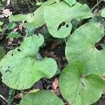 Petasites pyrenaicus Blatt