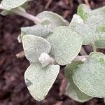 Helichrysum petiolare List