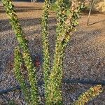 Fouquieria splendens Leaf