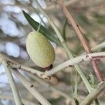 Prunus scoparia Fruto