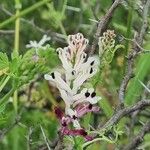 Fumaria parviflora Blüte