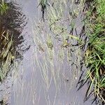 Sparganium emersum Likasa