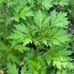 Artemisia princeps List