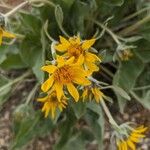 Wyethia sagittata Λουλούδι