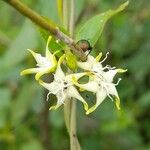 Oxypetalum sylvestre Floare