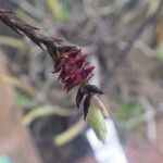 Bulbophyllum cochleatum