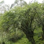 Sorbus himalaica Habitus