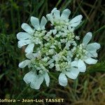 Orlaya grandiflora 花