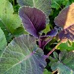 Brassica juncea Habitus