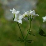 Galium palustre Blüte