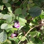 Canavalia rosea Floro