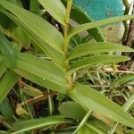 Epidendrum ibaguense Leaf