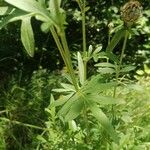 Centaurea scabiosaᱥᱟᱠᱟᱢ