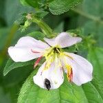 Chaetogastra paratropica Flower