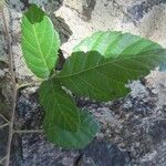 Allophylus rubifolius Folio