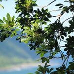 Aglaia elaeagnoidea Natur