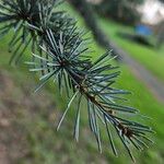 Cedrus atlantica List