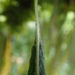 Pleopeltis macrocarpa Folla