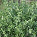 Amaranthus albus Leaf