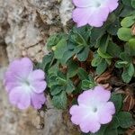 Primula allionii Other