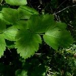 Thapsia nestleri Blatt