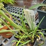 Zephyranthes tubispatha Blatt