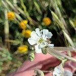 Silene vulgarisŽiedas