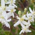 Clematis flammulaFleur