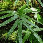 Stenochlaena tenuifolia Lehti