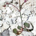 Eriogonum covilleanum Elinympäristö
