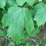 Acer saccharumLeaf