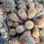 Mammillaria prolifera List