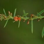 Indigofera paniculata Flower