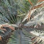 Encephalartos tegulaneus পাতা