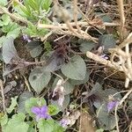 Viola labradorica Leaf