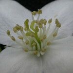 Philadelphus tomentosus Flower