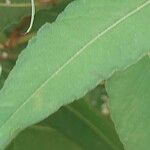 Koenigia polystachya পাতা