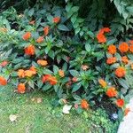 Impatiens hawkeri 整株植物