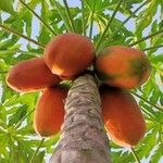 Carica papaya Plod
