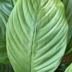 Spathiphyllum blandumList