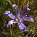 Brodiaea terrestris Fleur
